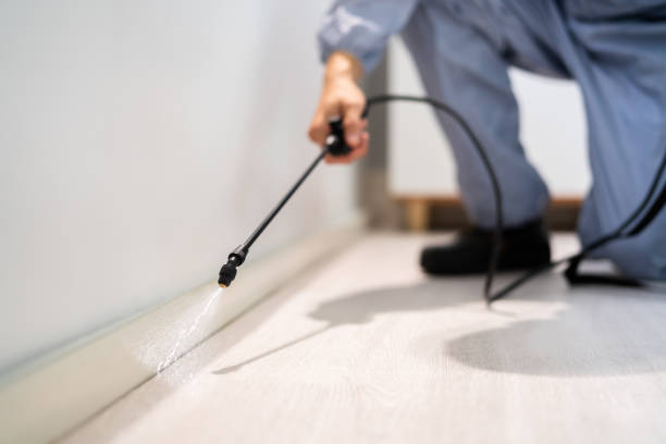 Licensed Wasp Removal service in Leisure World, MD - Show Me Pest Control